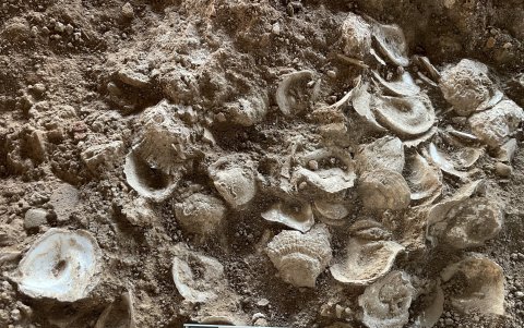 Las ostras, que podrían proceder de las costas andaluzas o portuguesas