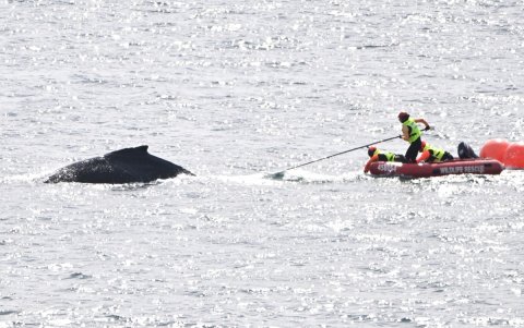 Un equipo de rescate australiano liberó este viernes a una ballena jorobada que se quedó atrapada la víspera en mallas de pesca en la bahía de Sídney.