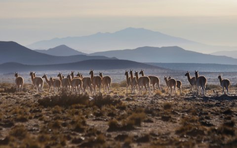 Diferentes organizaciones alientan la creación de una red de áreas protegidas interconectadas para la conservación del guanaco.