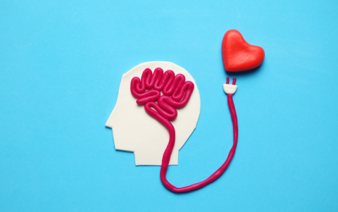 Los resultados de los registros de actividad cerebral han avanzando en la concreción de que el amor se activa en diferentes áreas cerebrales.