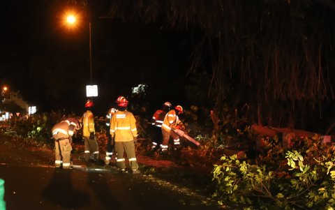 Personal de distisntas áreas intervinieron en las acciones de cuidado de áreas verdes.