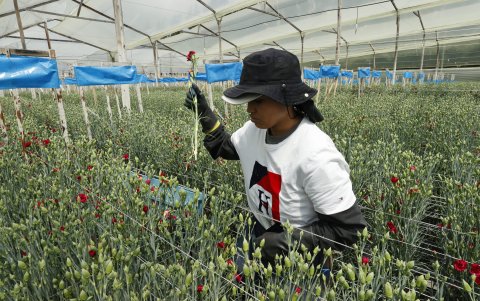 Una trabajadora de la empresa Florval en medio de un cultivo de flores, en Nemocón (Colombia).