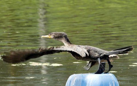 Un cormorán (Phalacrocorax carbo) en un humedal artificial en medio de un cultivo de flores, en Nemocón (Colombia).