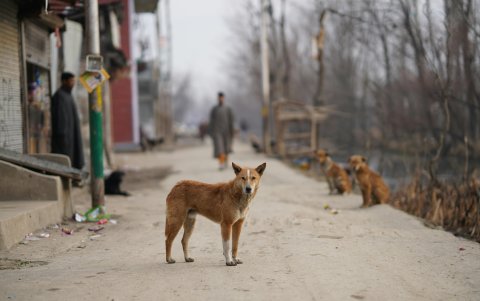 Las alianzas ofrecen muestras a través de campañas de esterilización en diversas provincias.