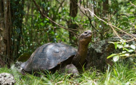 Las Islas Galápagos son conocidas mundialmente por sus tortugas gigantes.
