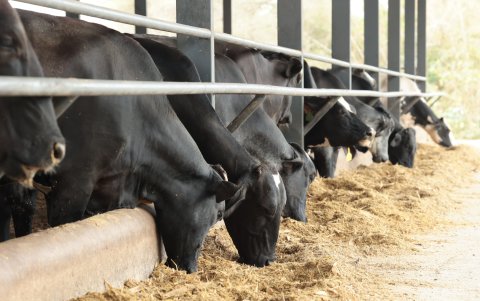 Alimentación. El maíz que consumen las vacas es sembrado en la misma hacienda, bajando así costos.