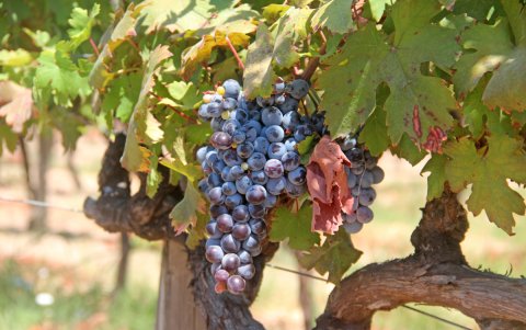 Detalle de un racimo de un viñedo en Urla (provincia de Esmirna), Turquía.