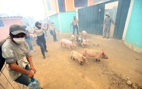 Rescate . Personal de la Policía y los vecinos se unieron para salvar a los animales de granja