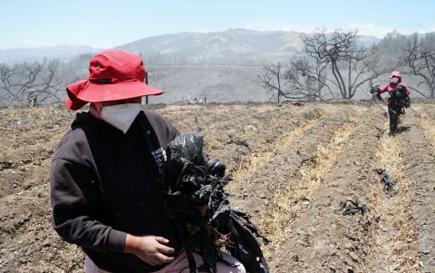 Itulcachi. Trabajadoras de Fresart ayudaron a limpiar el terreno devastado por el incendio.