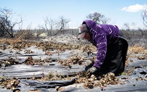 Daños. Otra plantación de frutas en Palugo fue destruida por el fuego.