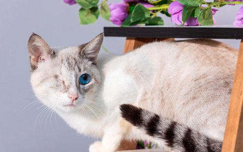 'Bombero' es uno de los 15 animales rescatados.