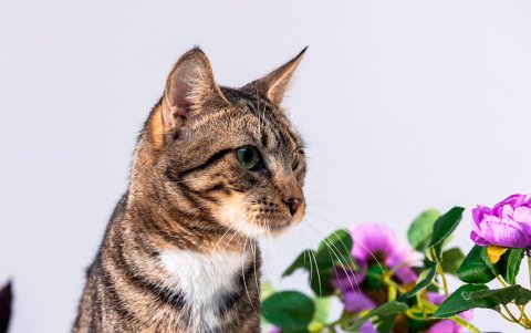 Entre reflectores y cámaras, se realizó una sesión para promover la adopción de animales rescatados.