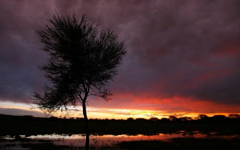 Un árbol sobre un campo de maíz inundado cerca del pueblo de Ramotswa al suroeste de Botswana.