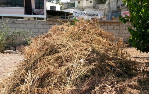 En una huerta de Guayllabamba, la hierba mala se acumula para que se degrade.