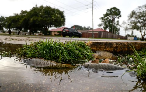 Peces atrapados en charcos dejados por calles inundadas que cedieron tras el paso del huracán Francine de categoría 2 por la zona en Kenner, Luisiana.