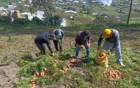 Comuneros de Pelileo en la recolección de la cosecha de zanahoria.
