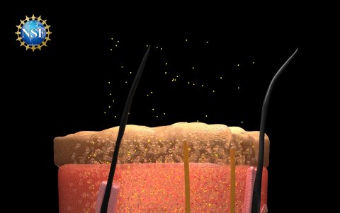 Ilustración de tejidos cutáneos que se vuelven transparentes tras la saturación con FD & C Yellow 5.