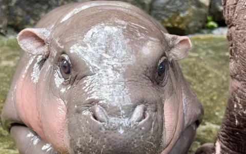 Moo Deng, así se conoce al bebé de hipopótamo pigmeo que está cautivando a los visitantes de un zoo en Tailandia.