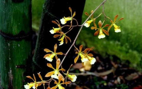 La Encyclia angustiloba en su hábitat natural.