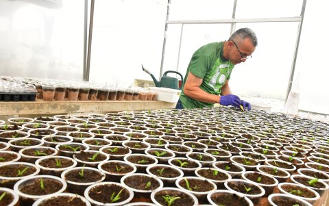 En el invernadero, las especies son supervisadas a diario y tratadas para que puedan sobrevivir al ambiente de la ciudad.