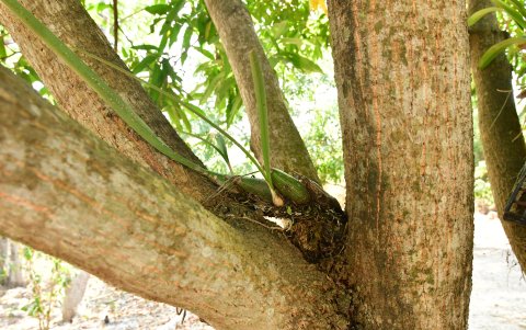 En un árbol del invernadero, Claudia Ayluardo, mentalizadora del proyecto, introdujo una de las orquídeas reproducidas.