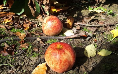 Las frutas de un árbol ubicado en la propiedad de tu vecino pueden caer en tu patio.