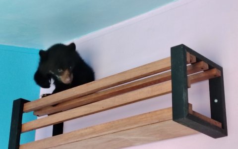 Osezno se encuentra recuperándose en un hospital de Latacunga