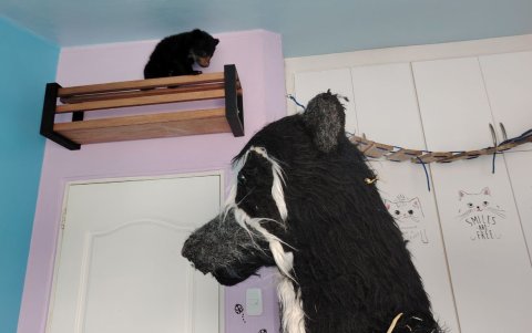 En el Hospital Veterinario Planeta Vida, en Latacunga, el osezno ha encontrado un espacio adaptado a sus necesidades