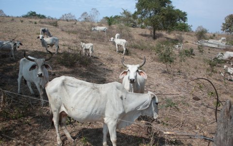 Pasto. Ganado en la vía a la costa que ya está sin pasto, por falta de agua.