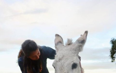 Acción Animal Ecuador se hizo cargo de este burro.