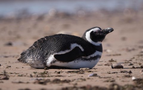 Foto cedida por la Fundación Rewilding de un pingüino de Magallanes en la Isla Tova (Argentina).