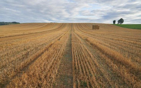 Un campo de cereal en algún punto rural del planeta.