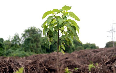 Un árbol de scalesia, en la isla Isabela, en Galápagos (Ecuador).