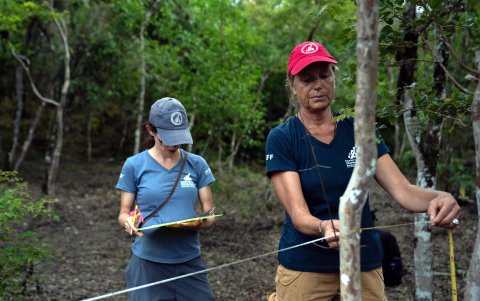 La doctora en ciencias biológicas, Miriam San José (i) y la científica Heinke Jäger (d), de la Fundación Charles Darwin, tomando muestras de un árbol de scalesia, en la isla Isabela.