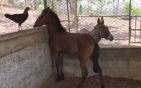 Es una hacienda que también la visitan estudiantes por tener una granja, está ubicada en el kilómetro 22 vía a la costa.