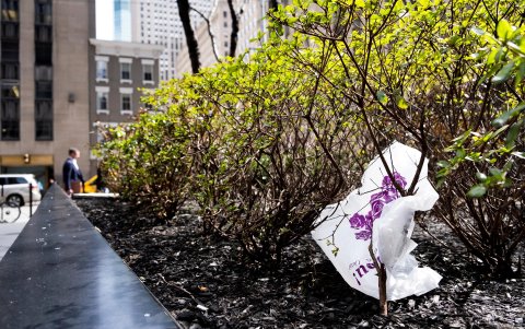 Una bolsa de plástico atrapada por las ramas un árbol. California pondrá fin a las bolsas de plástico en los supermercados en 2026