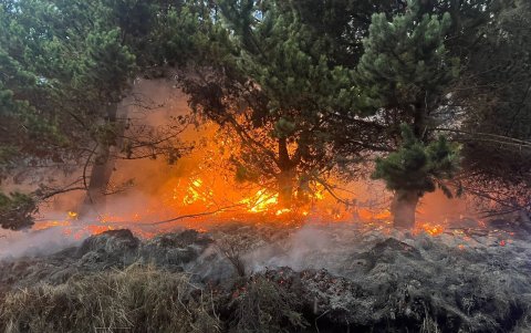 Las llamas afectaron la vegetación, en su mayoría fueron pinos.