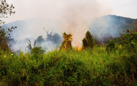 Incendio. Las llamas se levantaban y arrasaban con la vegetación y la maleza del lugar.