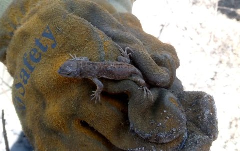 Un réptil pequeño es rescatado por la Policía de la zona afectada por las llamas en los incendios en Quito