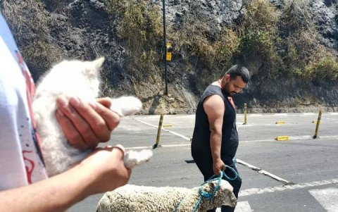 Una oveja es rescatada de la zona afectada por las llamas