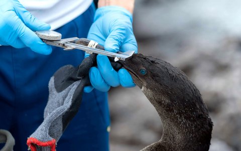 Un científico examinando un ave en las Islas Galápagos (Ecuador).