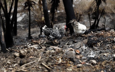 Hasta el 25 de febrero se perdieron 140 hectáreas en las áreas afectadas por los flagelos.