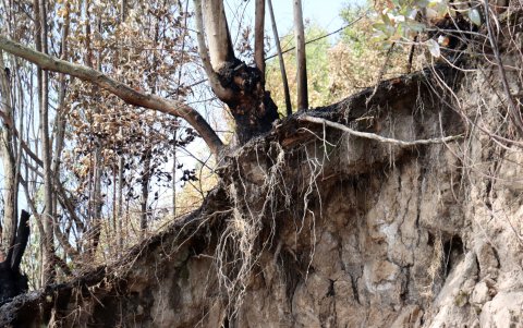 Monjas. Así quedaron las raíces y los árboles tras el incendio que se registró en esta pendiente. Por esta zona transitan cientos de vehículos.