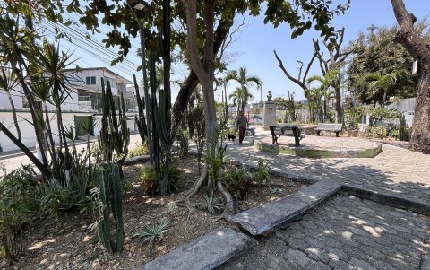 Ornamentales. En el parque de Urdesa Norte se observan dos tipos de cactus que han sido introducidos. Expertos recomiendan salvar los cactus autóctonos que aún sobreviven.
