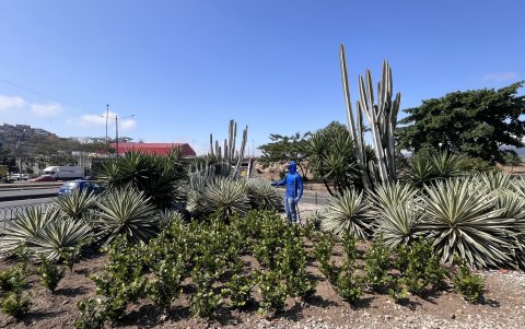 Espacios. Los académicos recomiendan que se recreen el hábitat del cactus endémico y la especie en redondeles y en espacios grandes de concreto para rescatar la fauna propia de la ciudad.