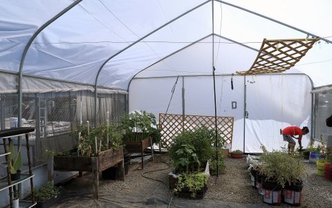 El cultivo de hortalizas en un vivero del albergue 'El Buen Samaritano',  Ciudad Juárez (México), ayuda a mantenerse a los ilegales.