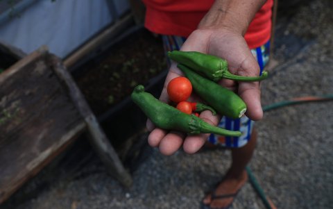 La guatemalteca  Gómez muestra la cosecha de hortalizas en un vivero del albergue 'El Buen Samaritano'.
