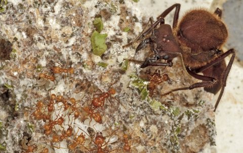 Los investigadores organizan estas hormigas en cuatro sistemas agrícolas en función de sus estrategias de cultivo.