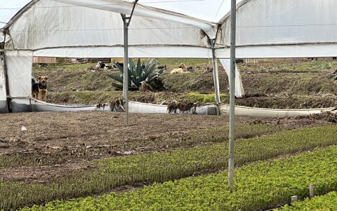 Estado en el que quedo el invernadero afectado.