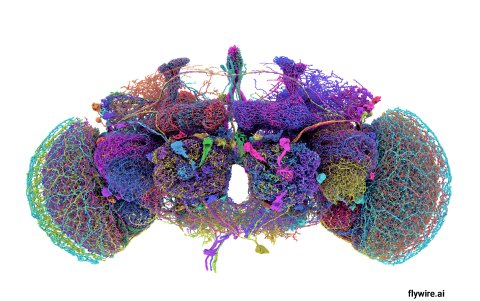 Mapa que muestra la ubicación y disposición precisas de las 50 neuronas más grandes del conectoma del cerebro de la mosca.